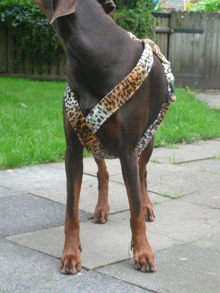 Geschirr Leo XXL